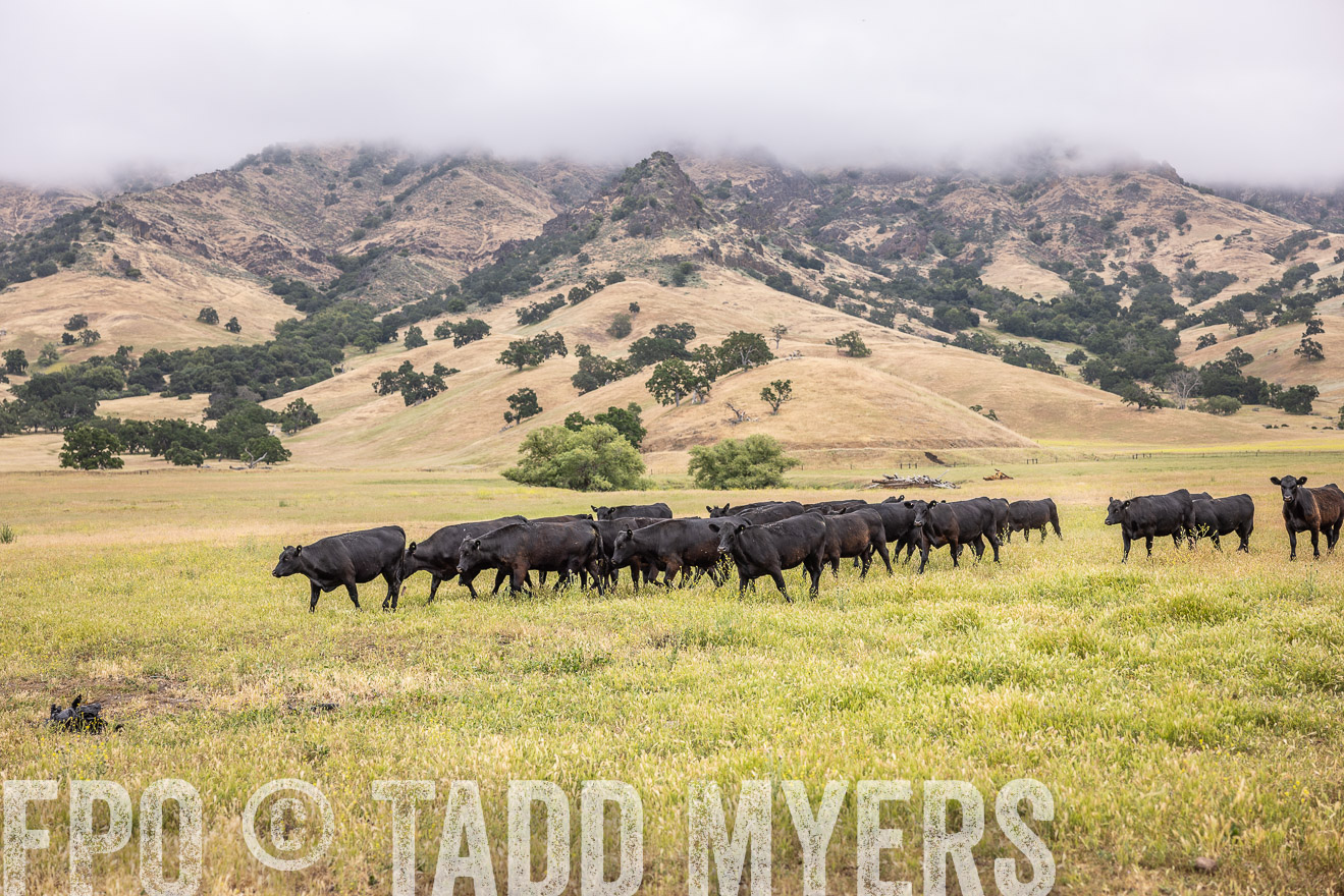 TMyers_SanBenitoRanch_CA_May2023-524053