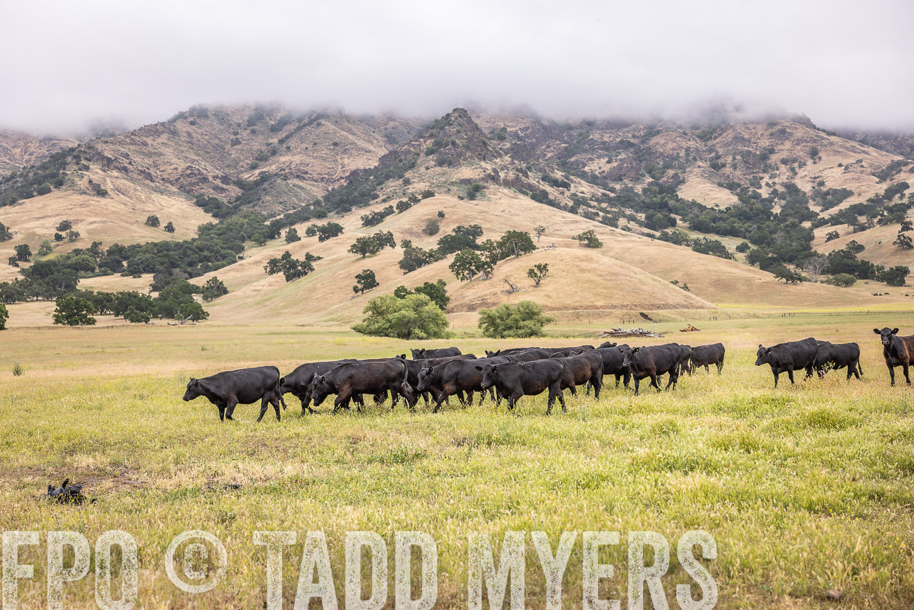 TMyers_SanBenitoRanch_CA_May2023-524055