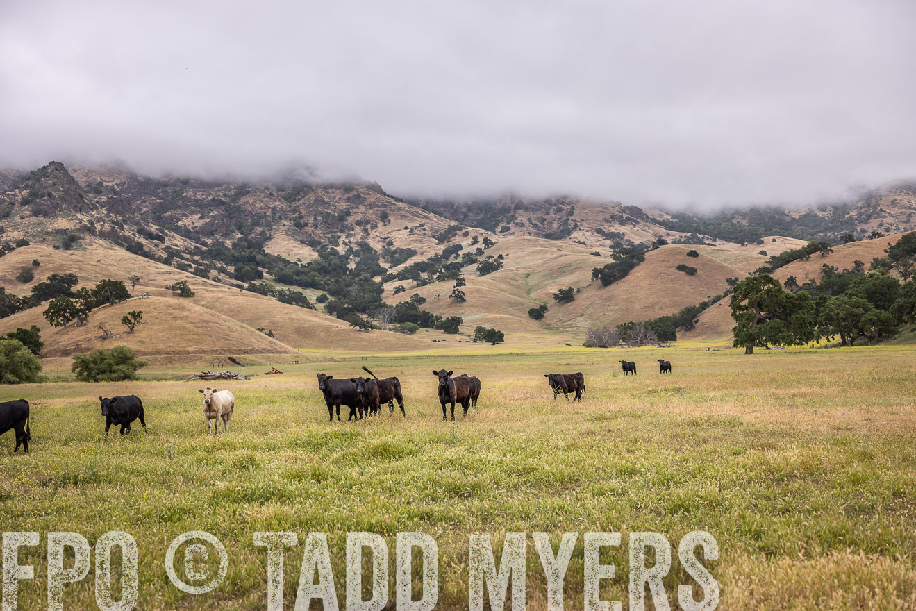 TMyers_SanBenitoRanch_CA_May2023-524068