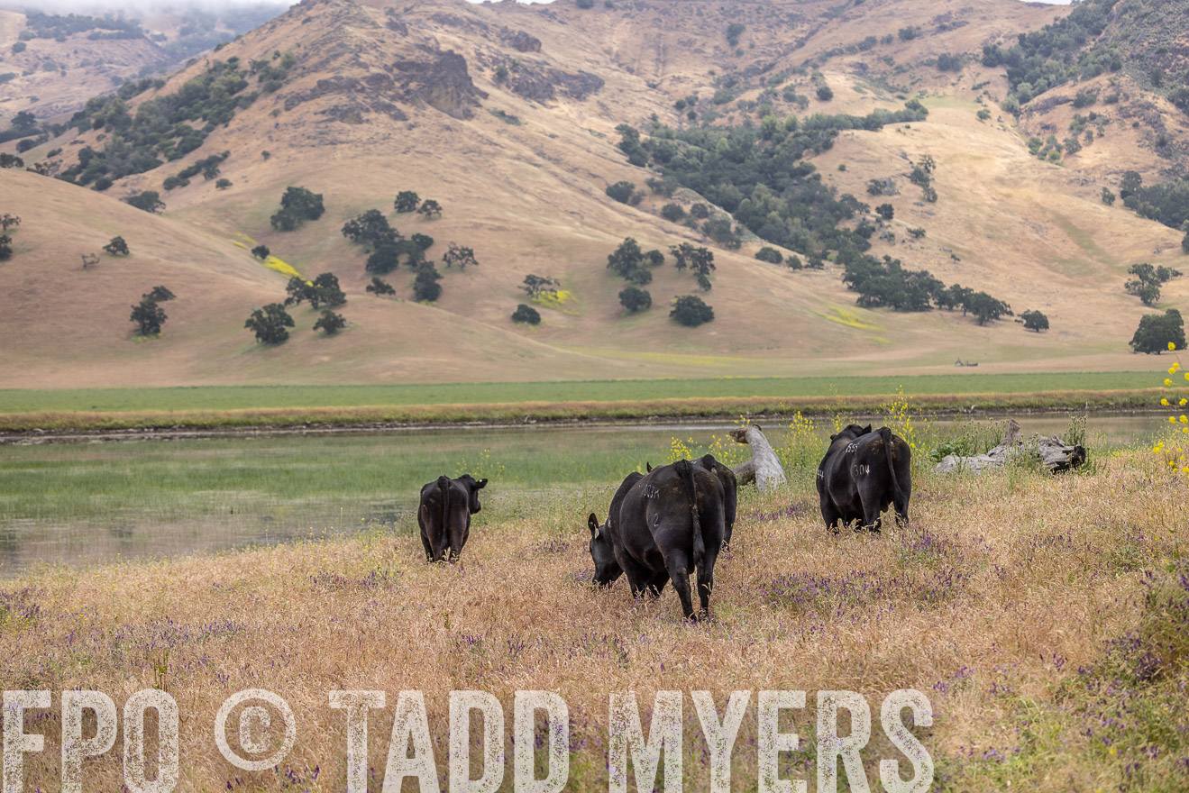 TMyers_SanBenitoRanch_CA_May2023-524114