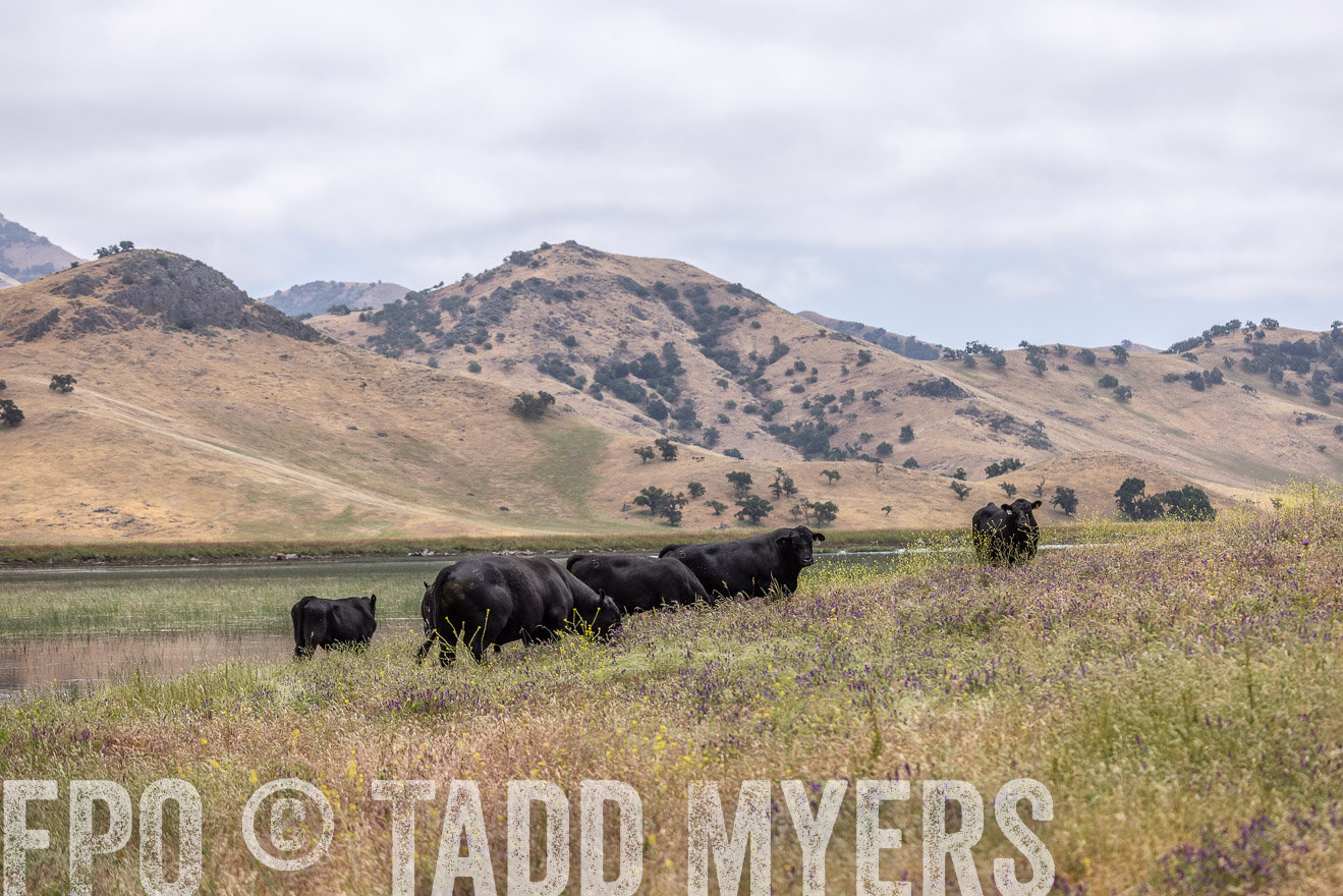 TMyers_SanBenitoRanch_CA_May2023-524151