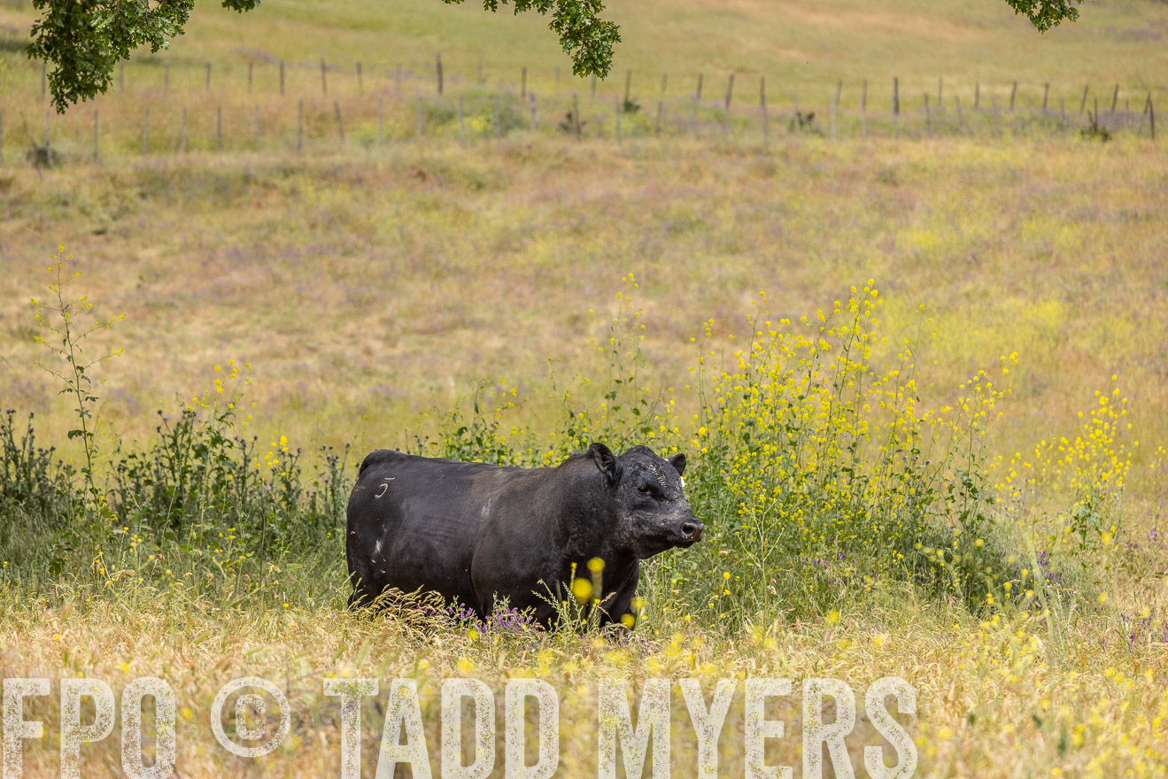 TMyers_SanBenitoRanch_CA_May2023-524180
