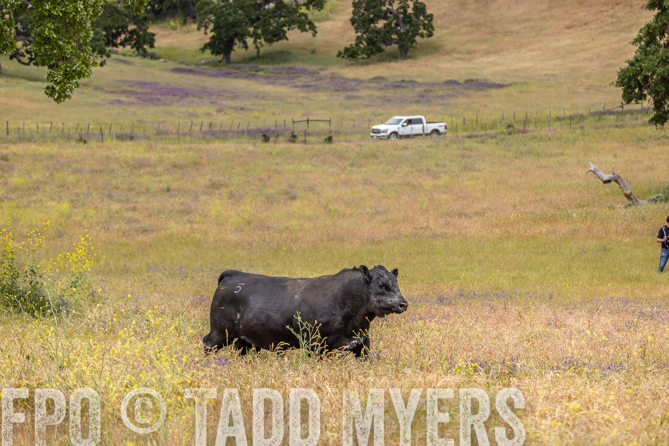 TMyers_SanBenitoRanch_CA_May2023-524225