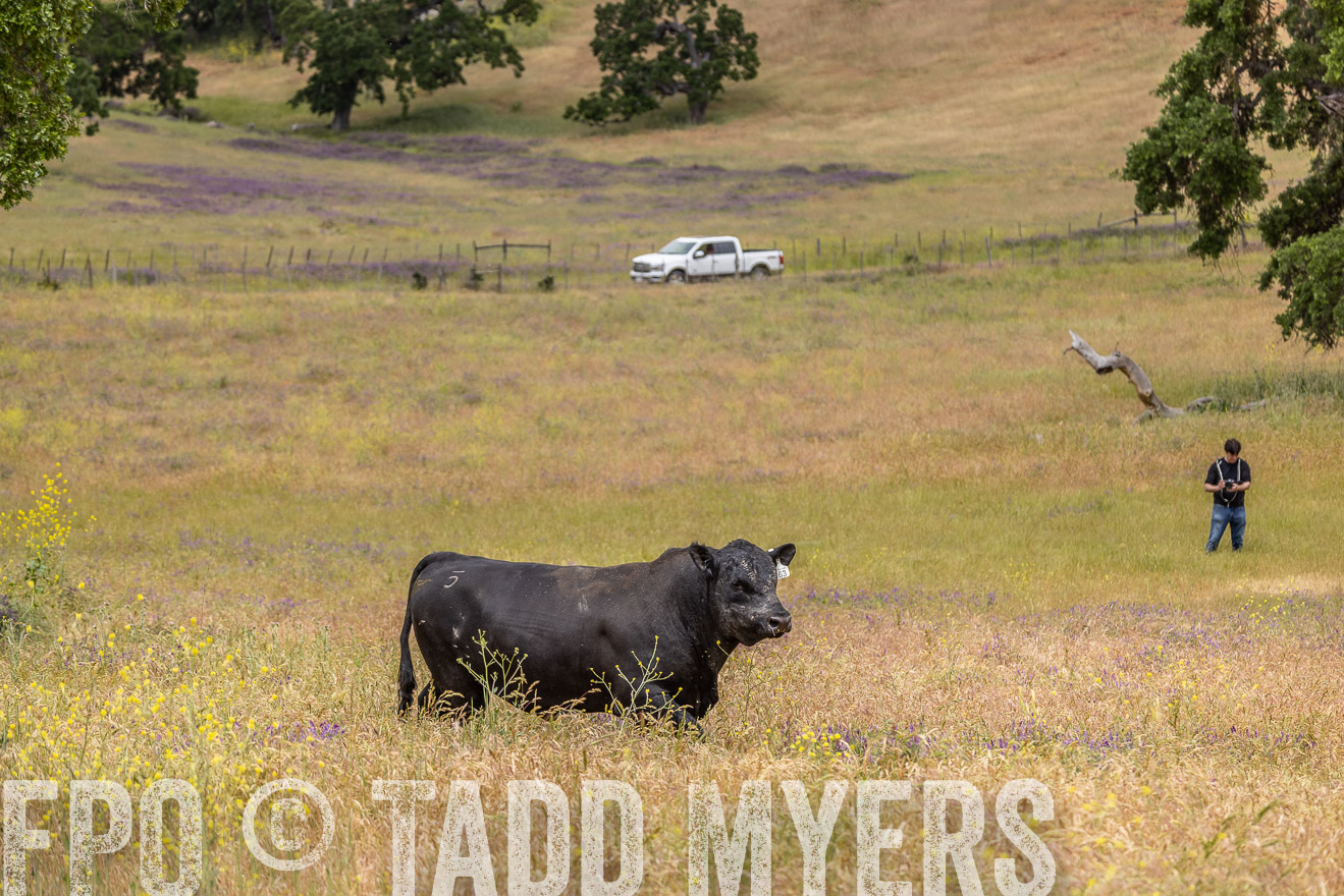 TMyers_SanBenitoRanch_CA_May2023-524228