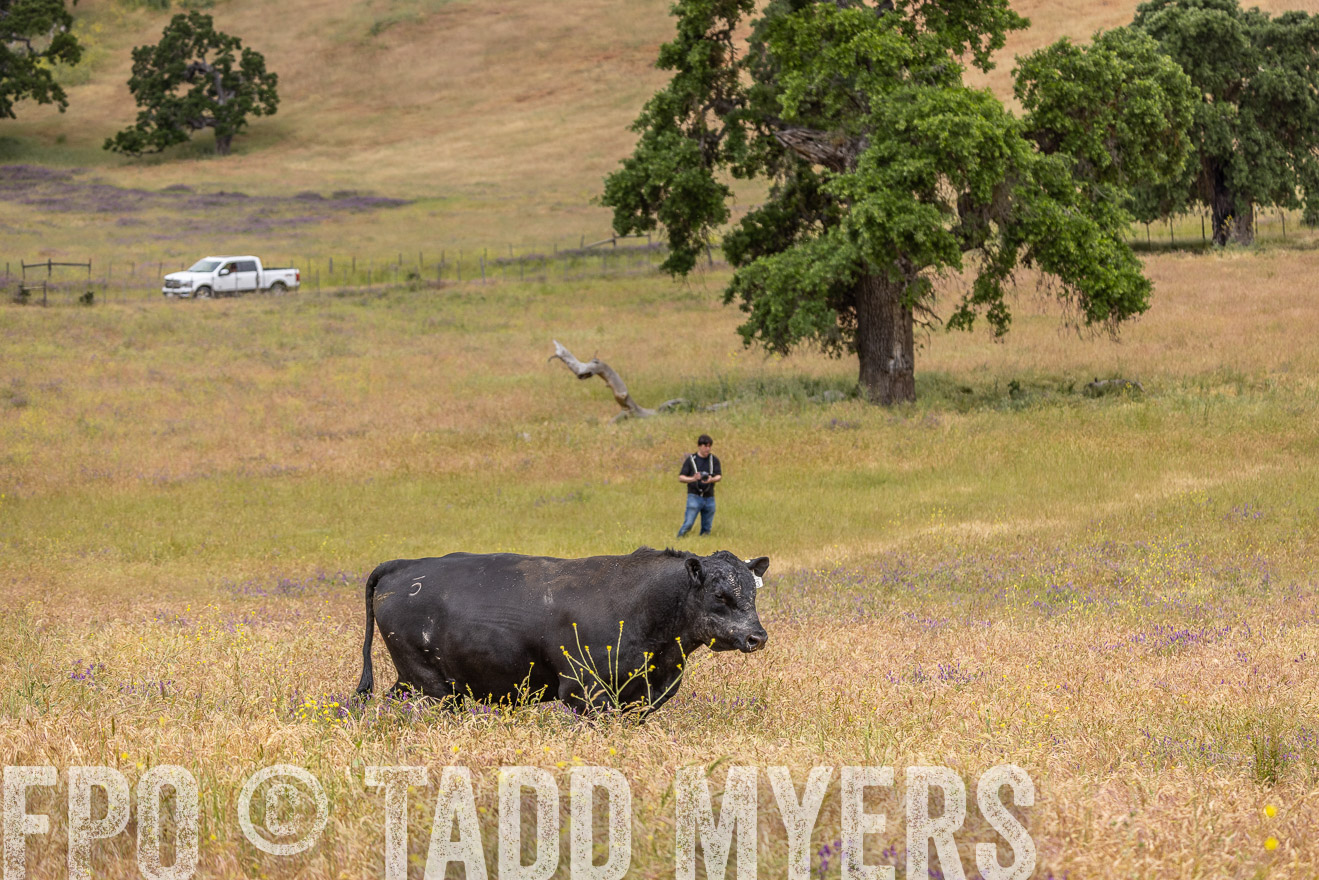 TMyers_SanBenitoRanch_CA_May2023-524240