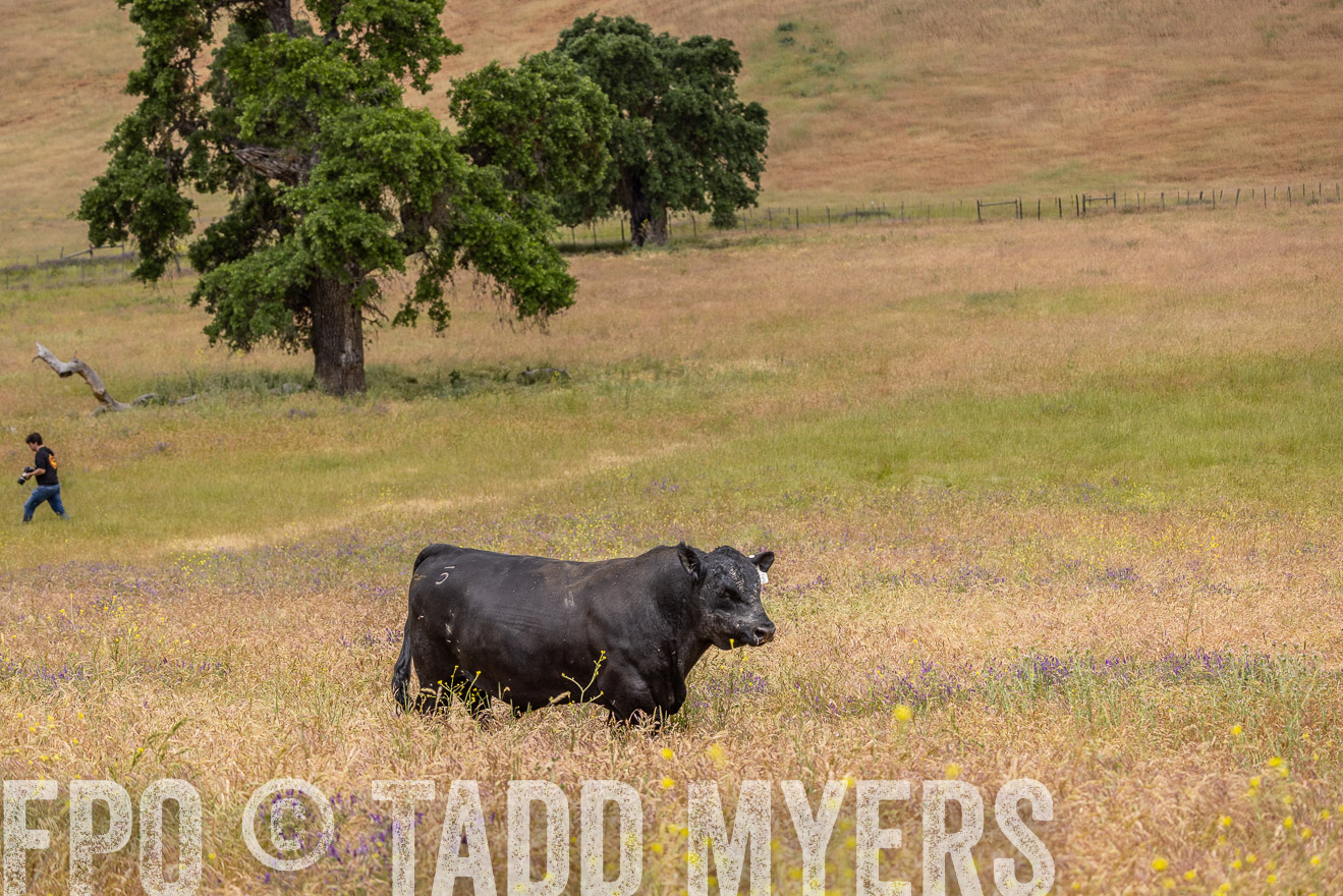 TMyers_SanBenitoRanch_CA_May2023-524252