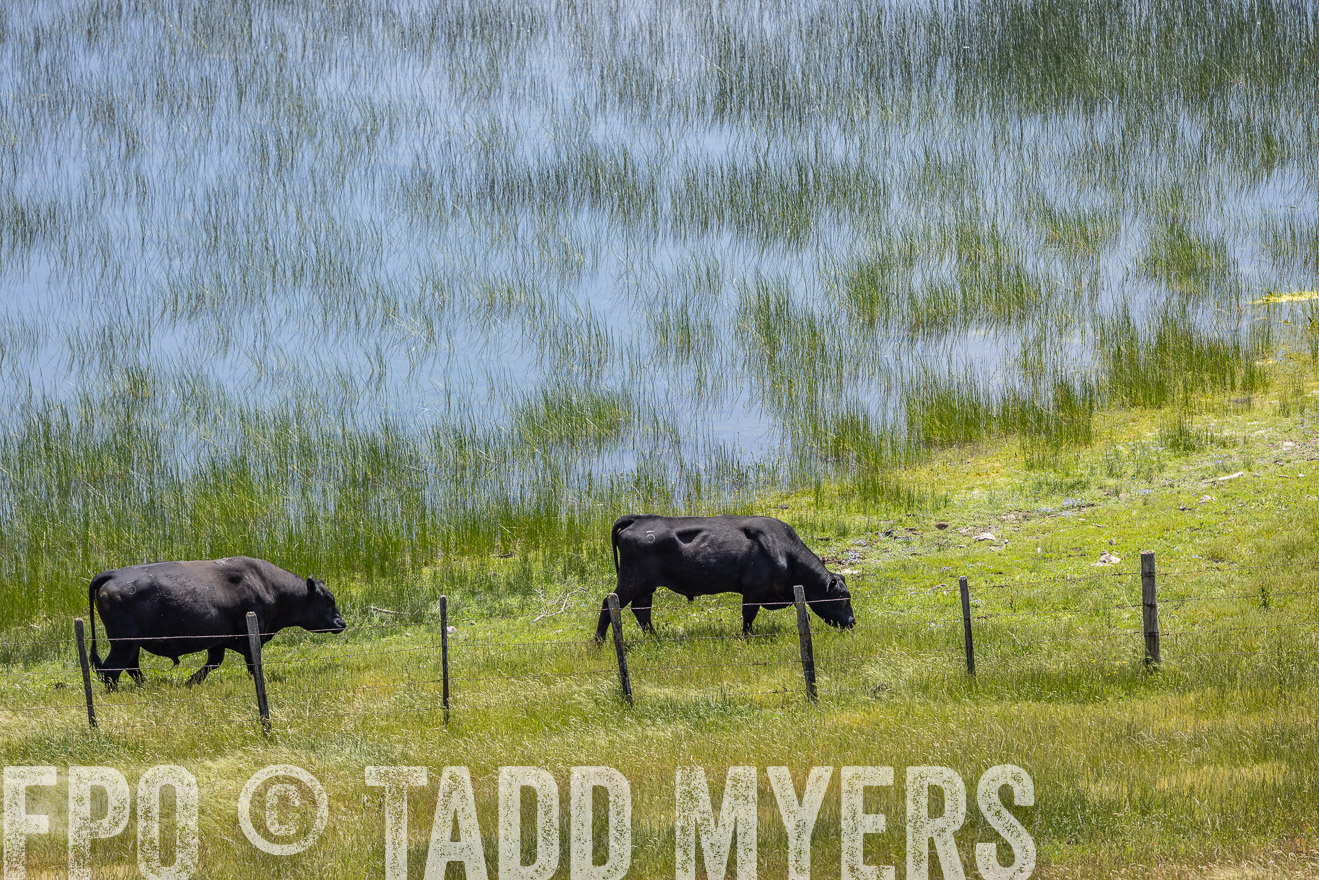 TMyers_SanBenitoRanch_CA_May2023-524639