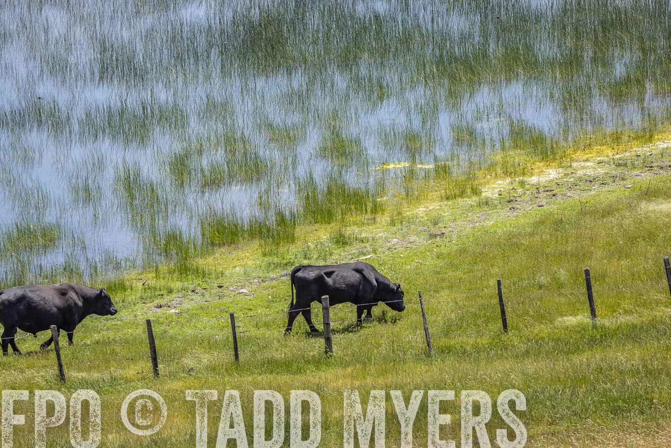 TMyers_SanBenitoRanch_CA_May2023-524652