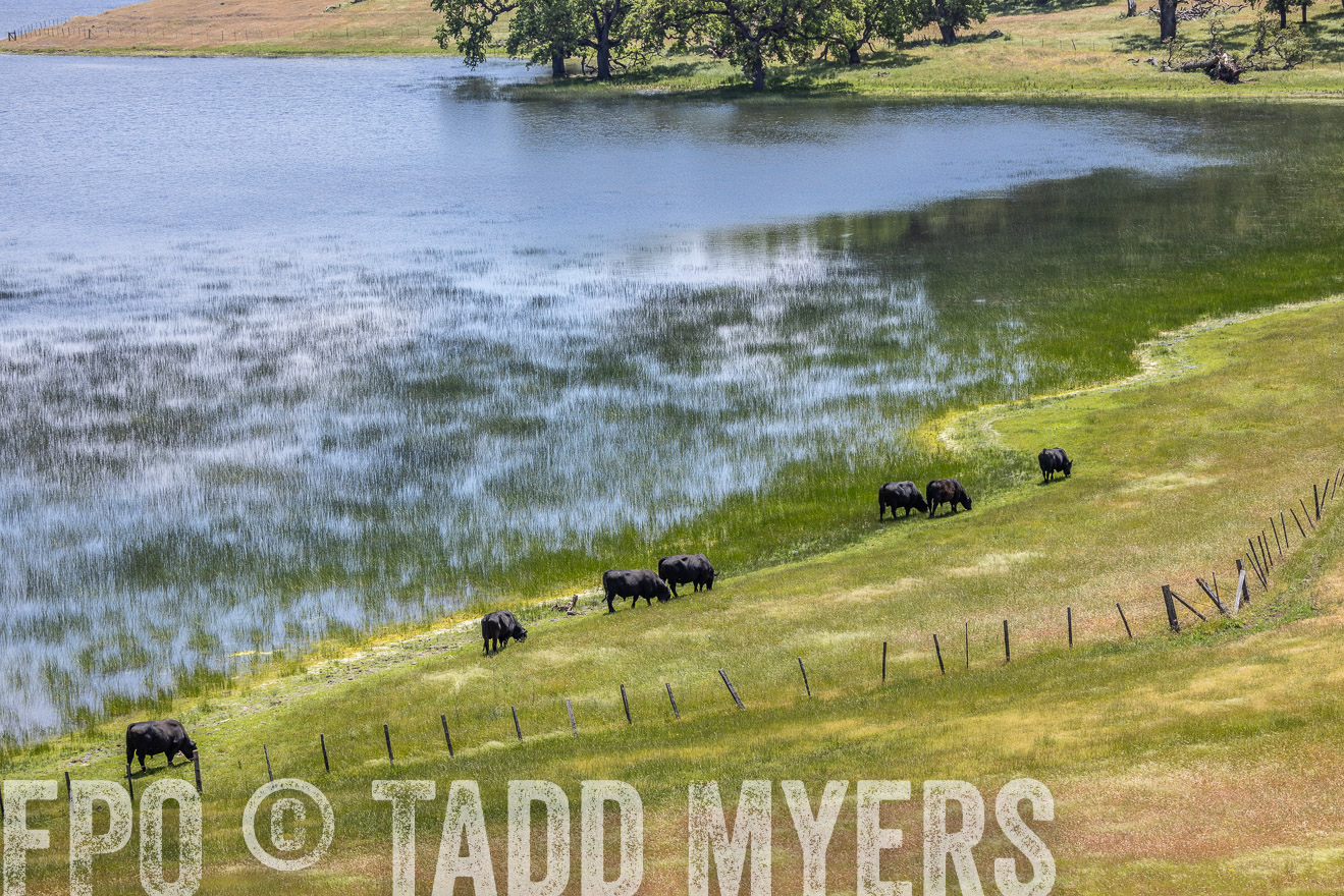 TMyers_SanBenitoRanch_CA_May2023-524708