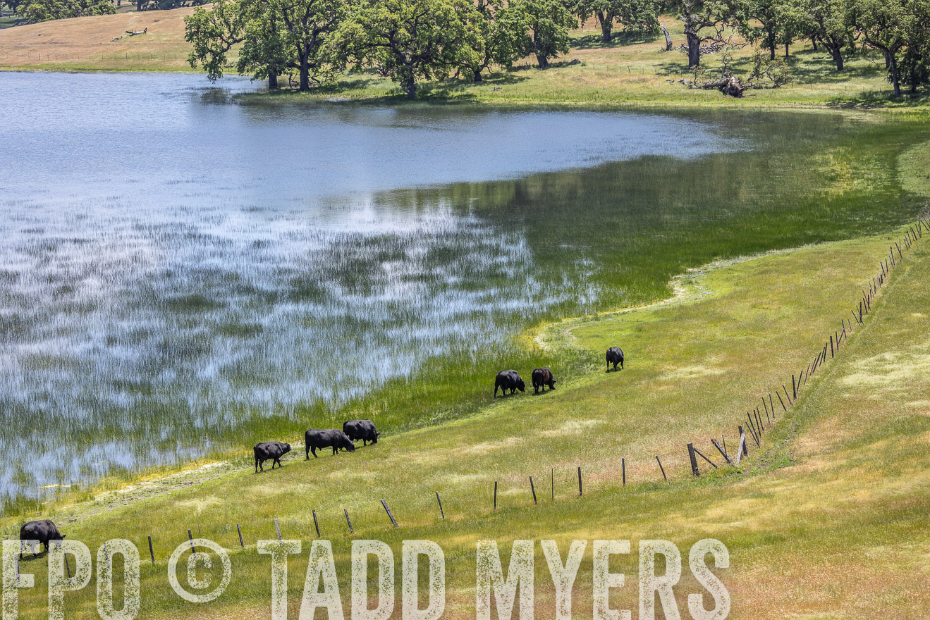 TMyers_SanBenitoRanch_CA_May2023-524715