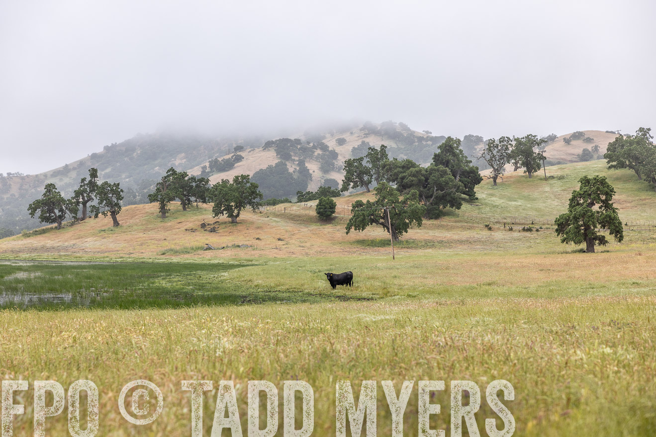 TMyers_SanBenitoRanch_CA_May2023-525471