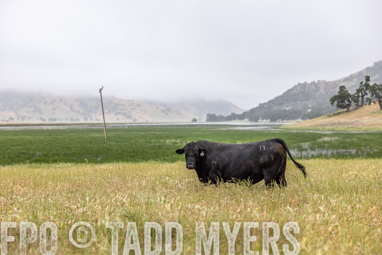 TMyers_SanBenitoRanch_CA_May2023-525476