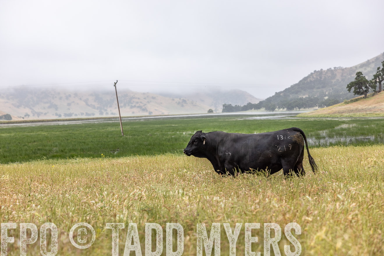 TMyers_SanBenitoRanch_CA_May2023-525480