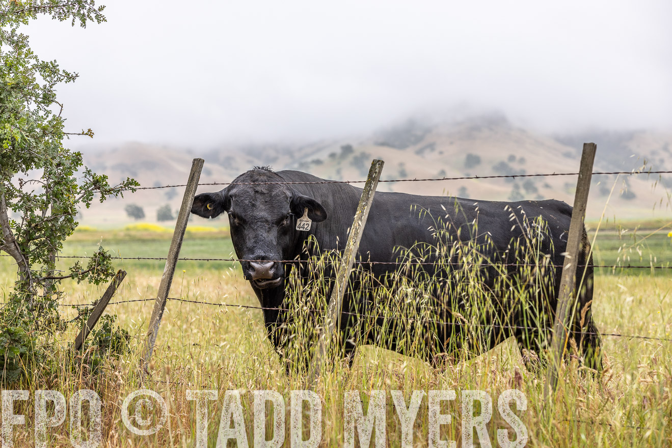 TMyers_SanBenitoRanch_CA_May2023-2-23