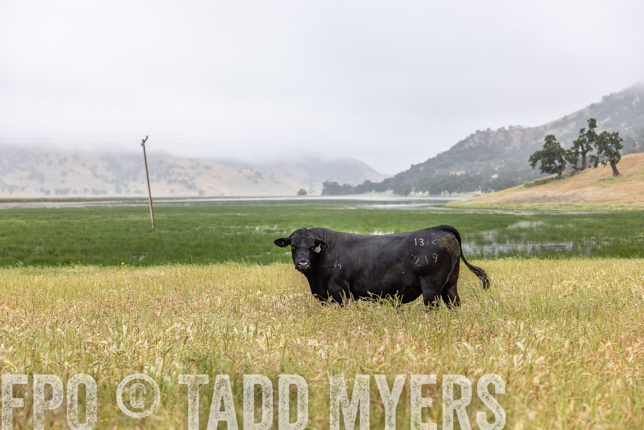 TMyers_SanBenitoRanch_CA_May2023-2-97