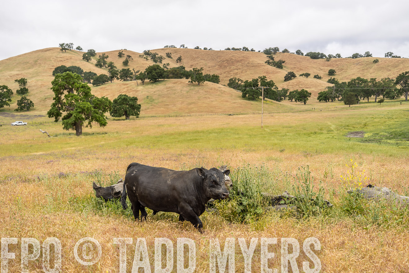 TMyers_SanBenitoRanch_CA_May2023-521093
