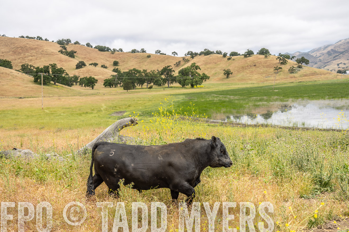 TMyers_SanBenitoRanch_CA_May2023-521107