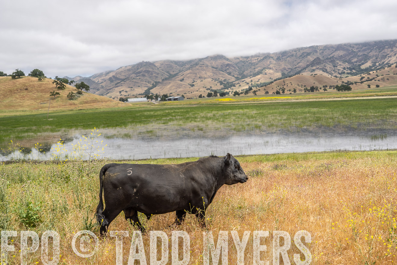 TMyers_SanBenitoRanch_CA_May2023-521116