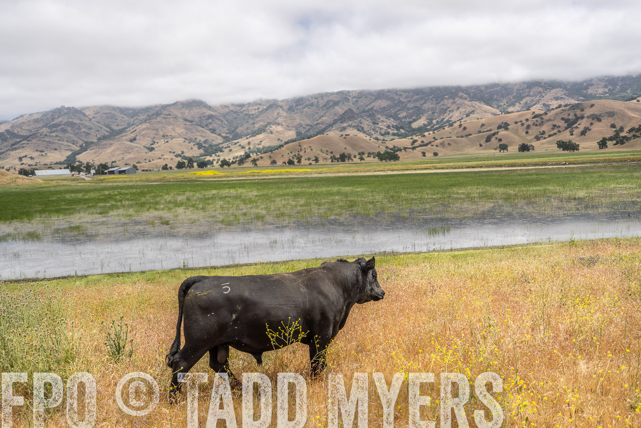 TMyers_SanBenitoRanch_CA_May2023-521121