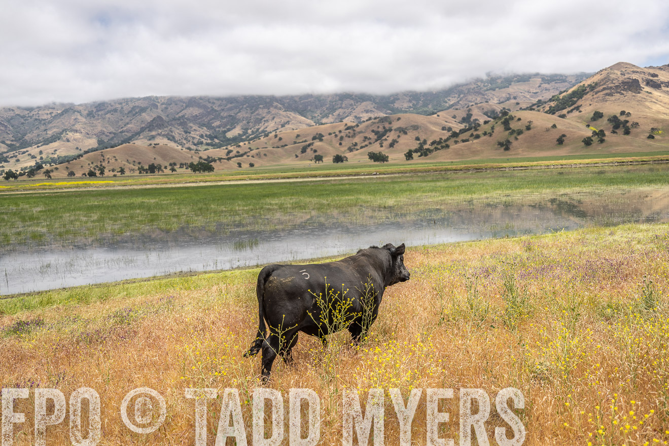 TMyers_SanBenitoRanch_CA_May2023-521131