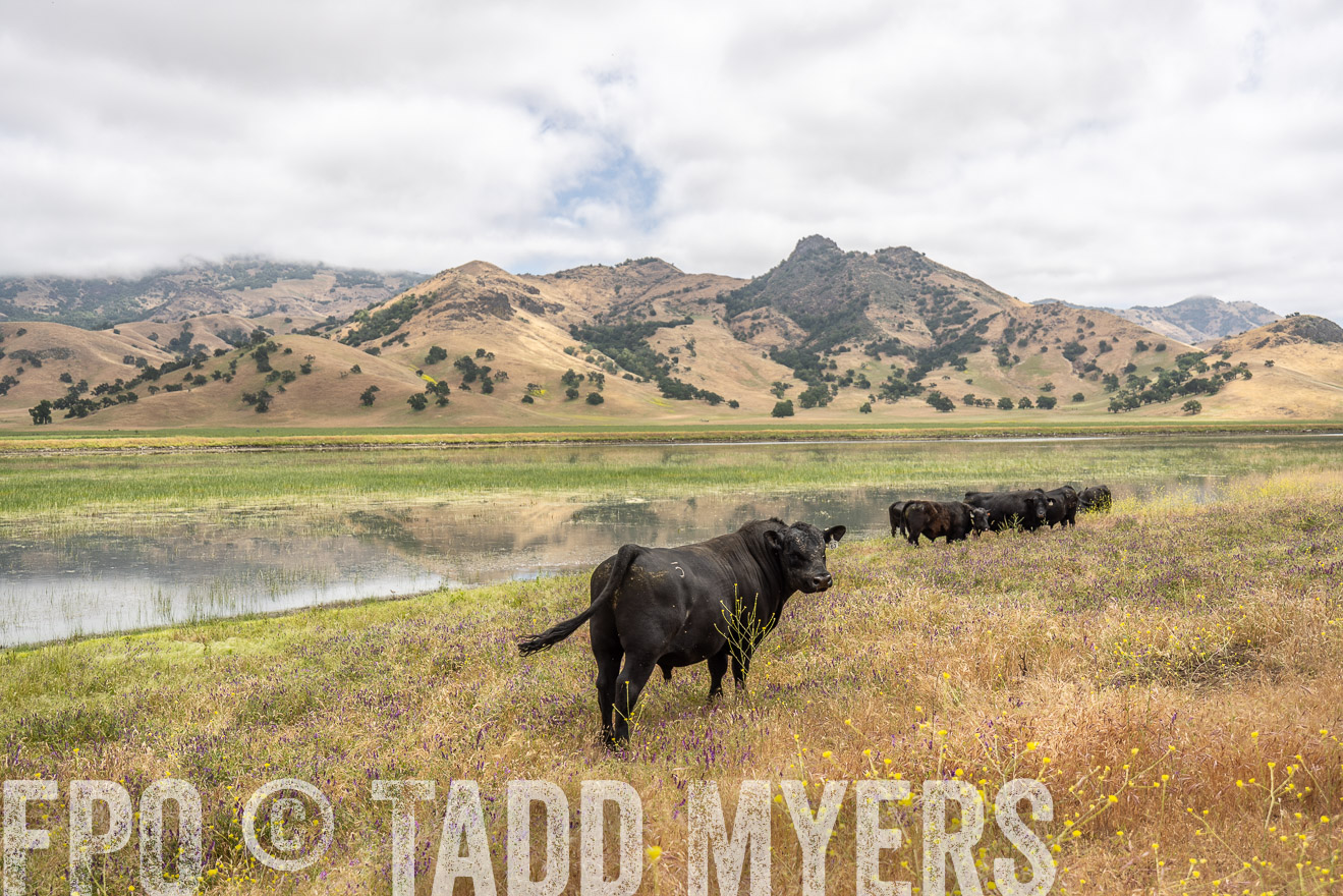 TMyers_SanBenitoRanch_CA_May2023-521153