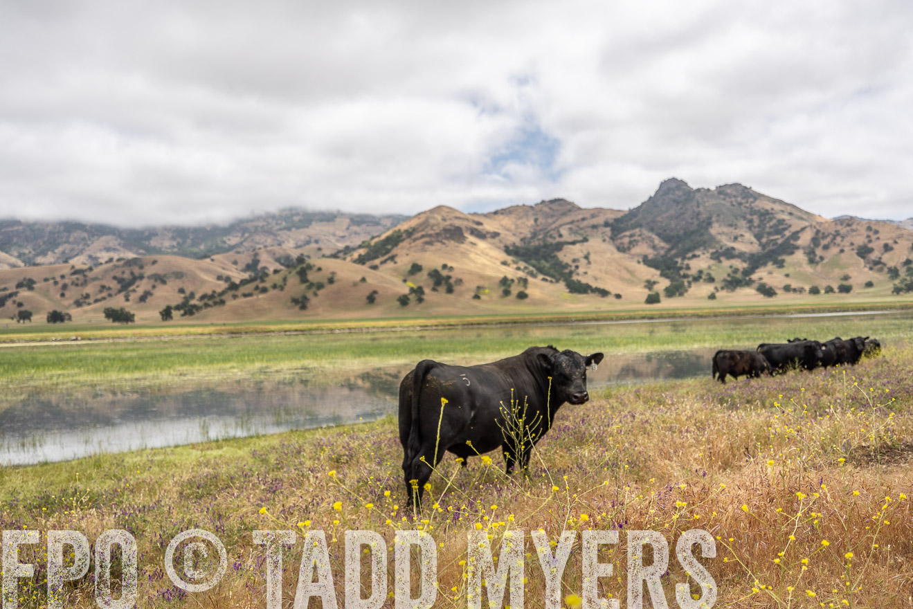 TMyers_SanBenitoRanch_CA_May2023-521162
