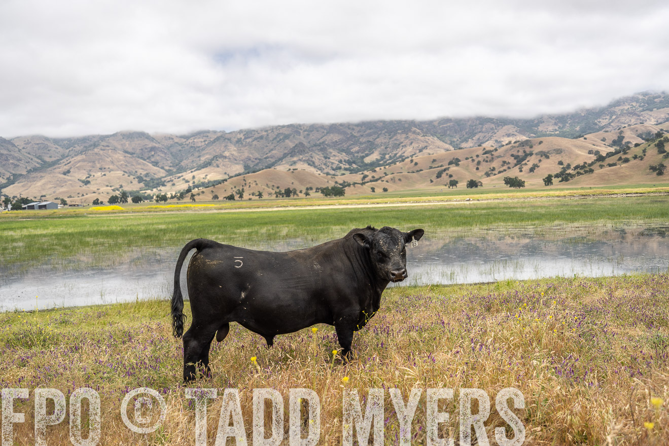 TMyers_SanBenitoRanch_CA_May2023-521185