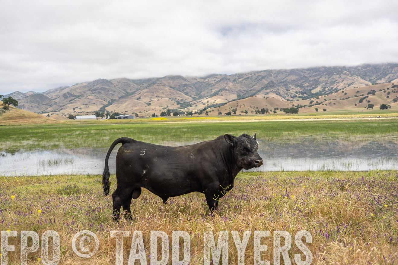 TMyers_SanBenitoRanch_CA_May2023-521202