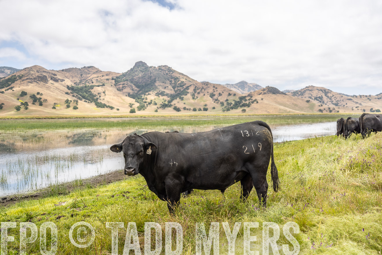 TMyers_SanBenitoRanch_CA_May2023-521295