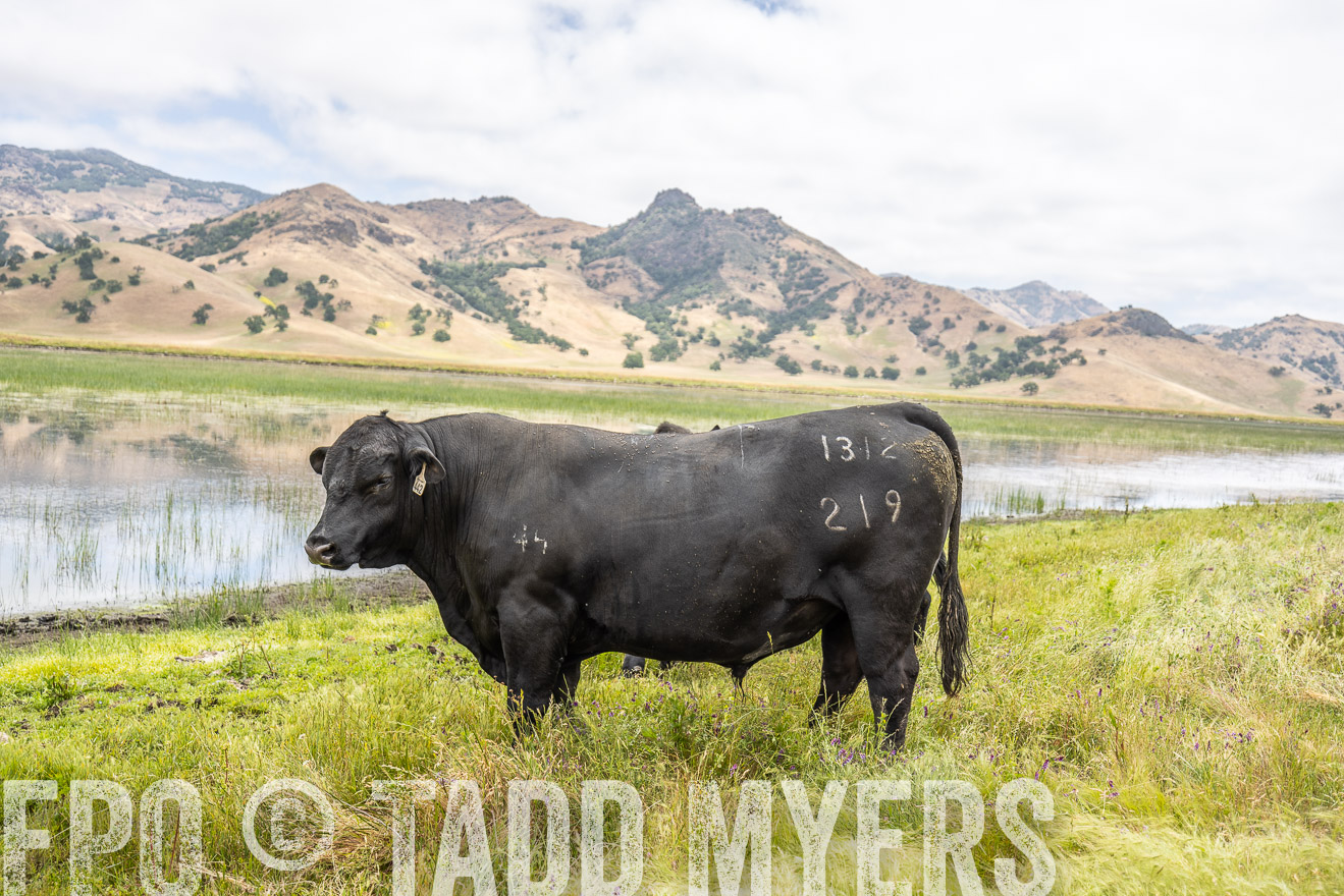 TMyers_SanBenitoRanch_CA_May2023-521306