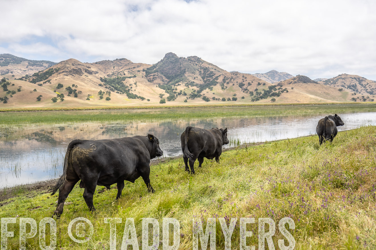 TMyers_SanBenitoRanch_CA_May2023-521316