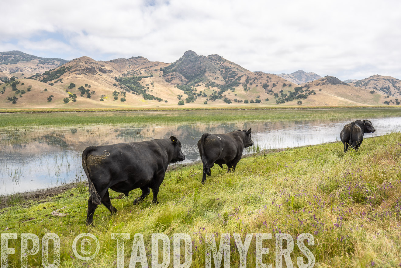TMyers_SanBenitoRanch_CA_May2023-521317
