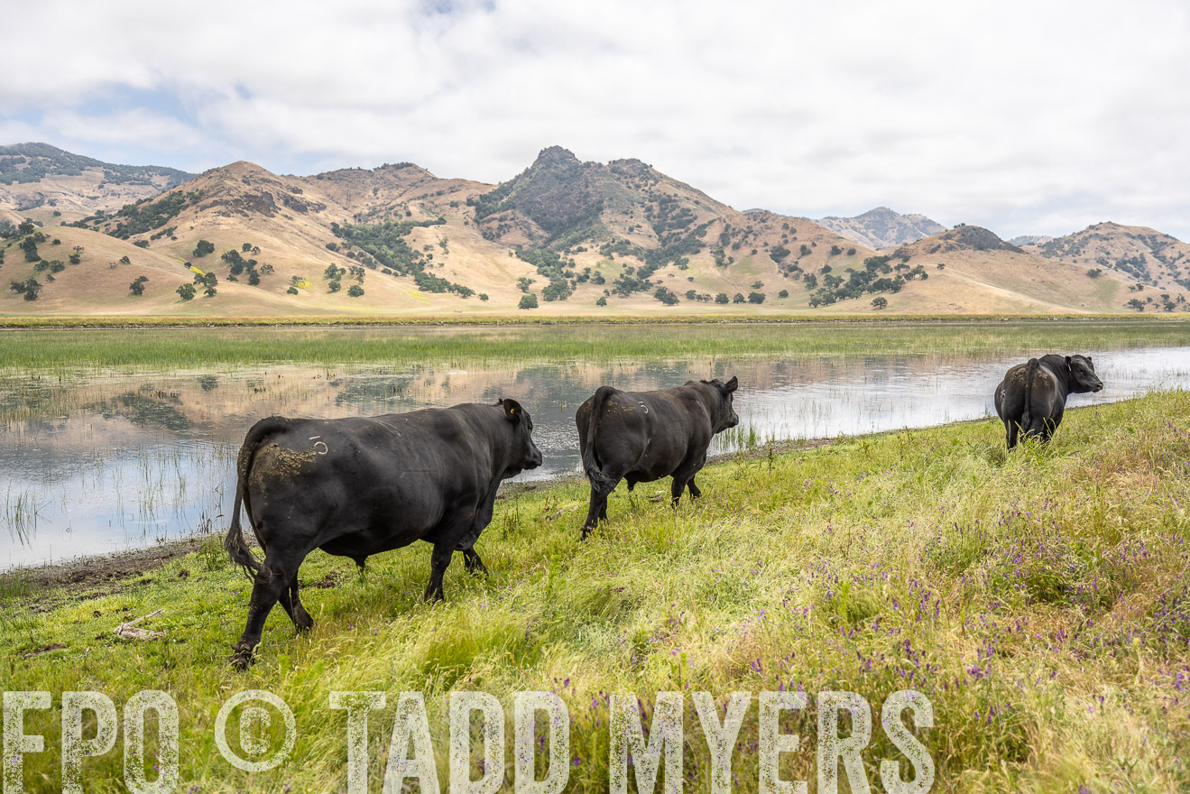 TMyers_SanBenitoRanch_CA_May2023-521318