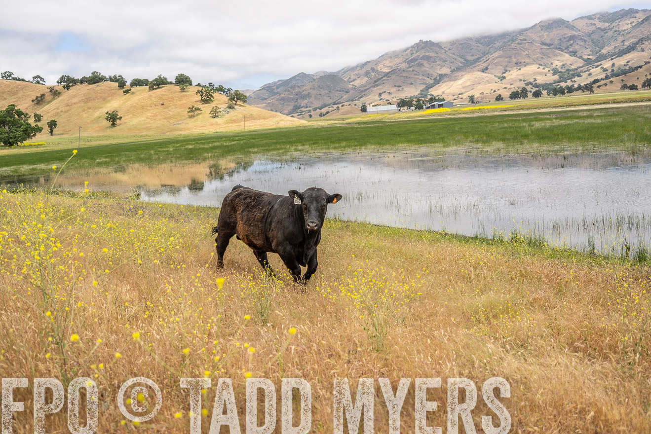 TMyers_SanBenitoRanch_CA_May2023-521376