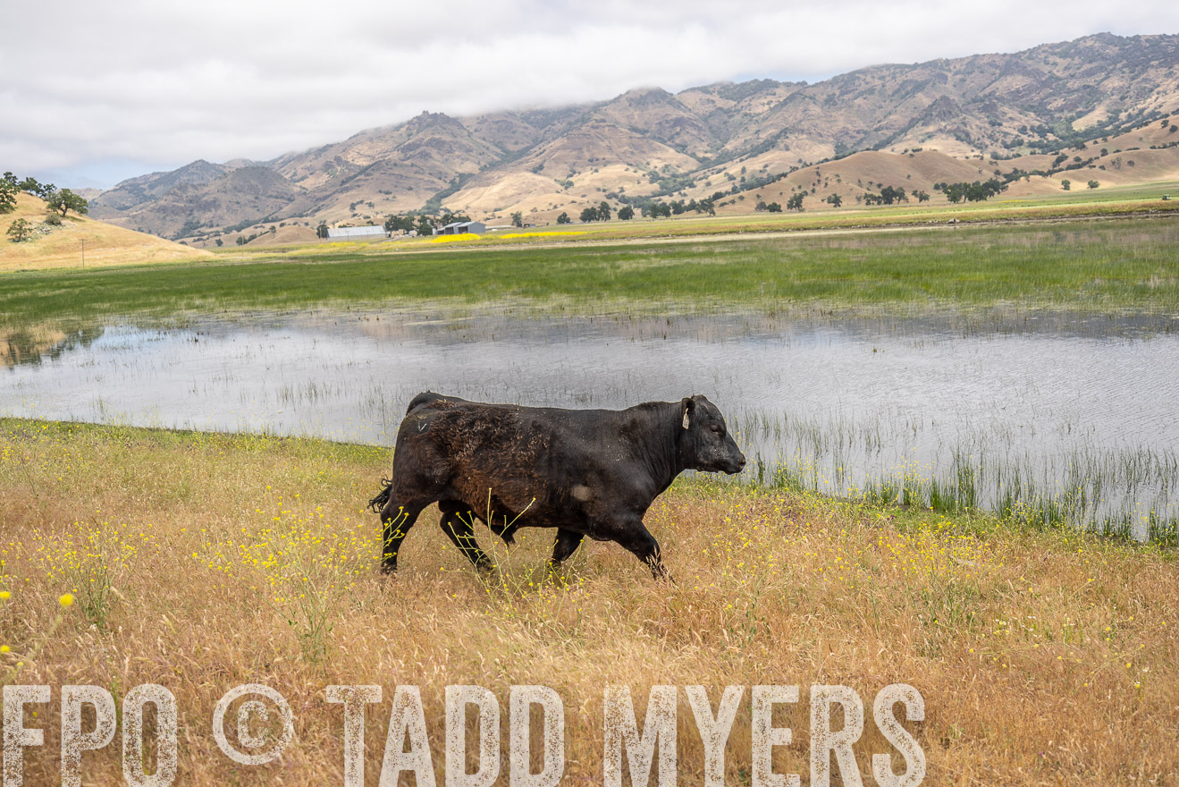 TMyers_SanBenitoRanch_CA_May2023-521380
