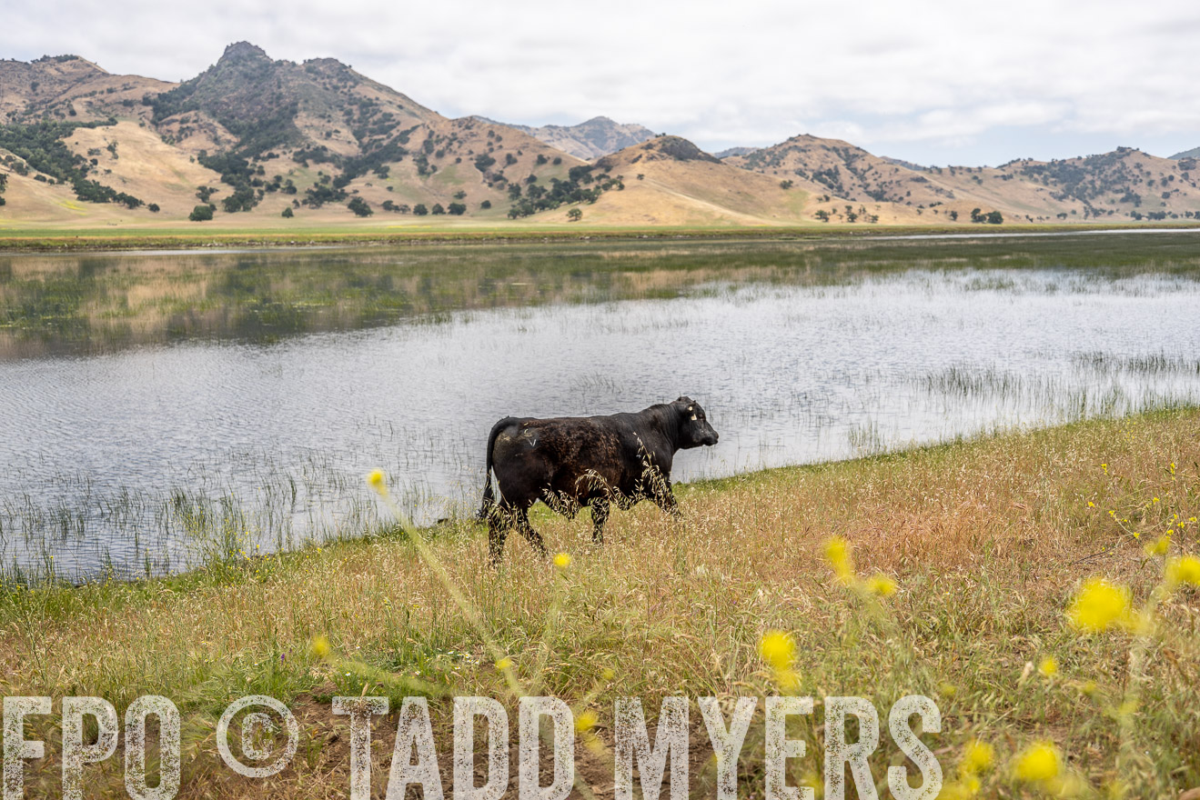 TMyers_SanBenitoRanch_CA_May2023-521393