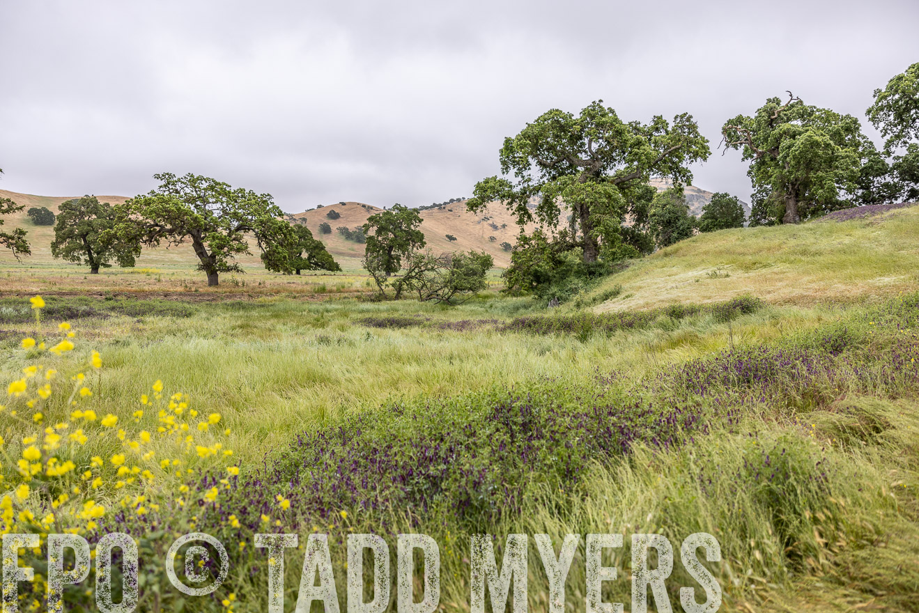TMyers_SanBenitoRanch_CA_May2023-522224