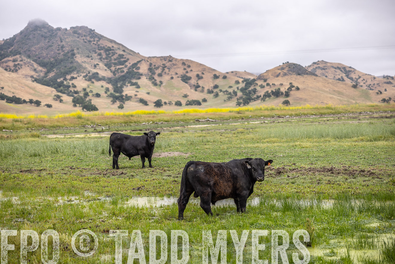 TMyers_SanBenitoRanch_CA_May2023-522484