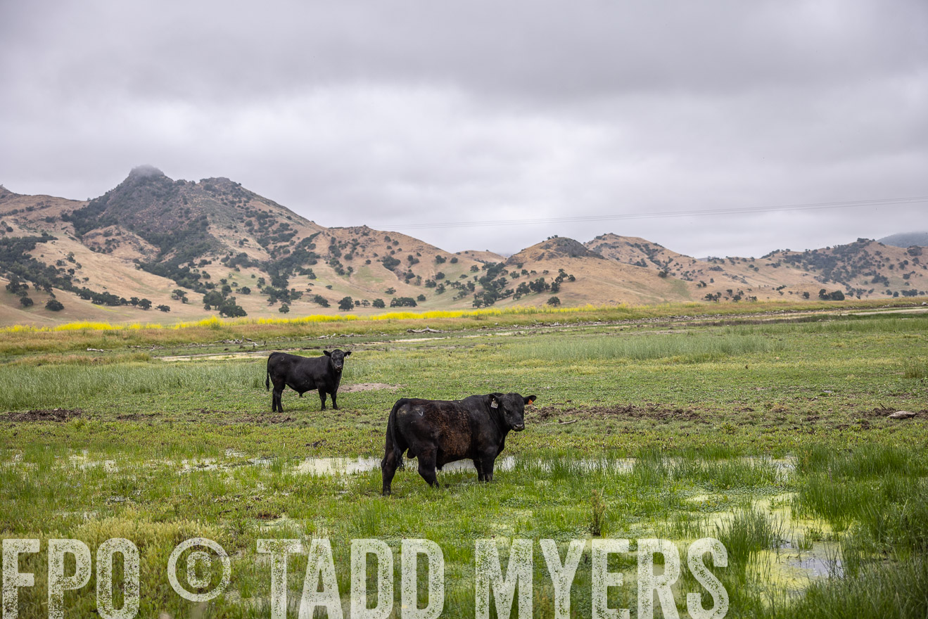TMyers_SanBenitoRanch_CA_May2023-522488