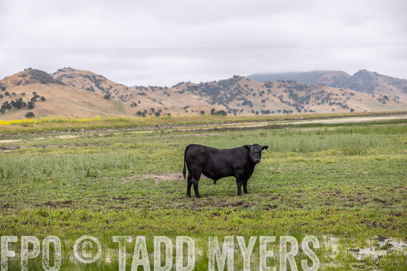 TMyers_SanBenitoRanch_CA_May2023-522596