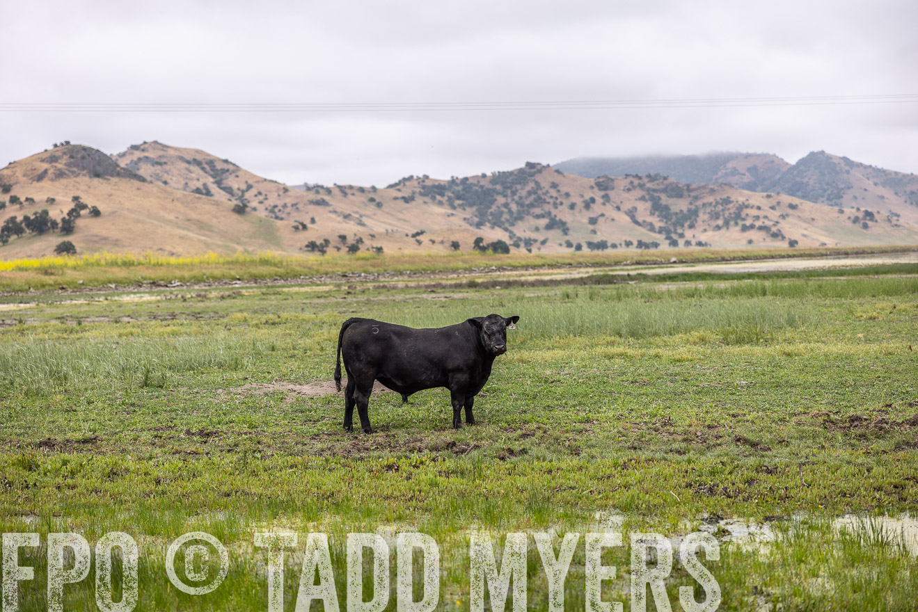 TMyers_SanBenitoRanch_CA_May2023-522640