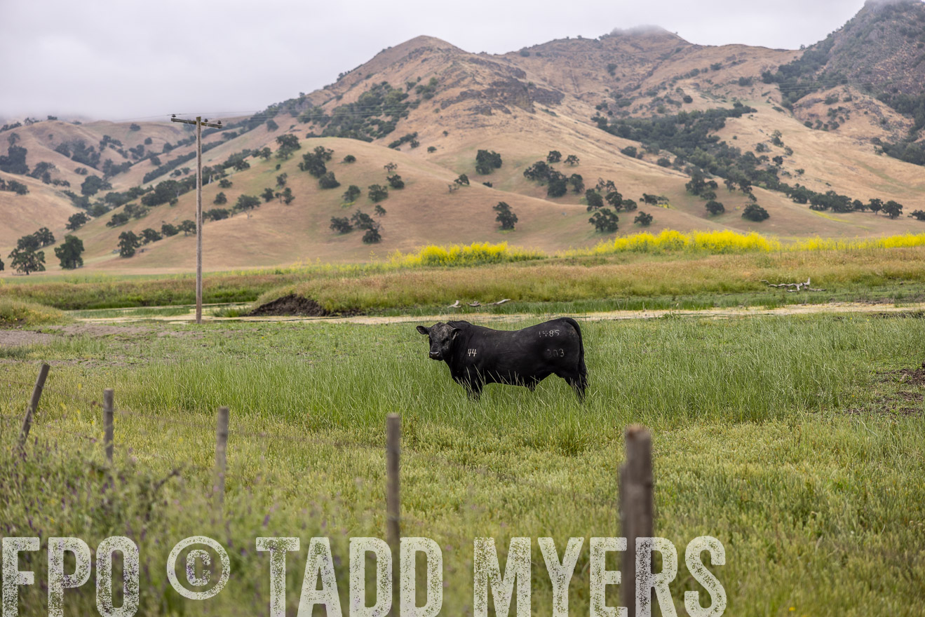 TMyers_SanBenitoRanch_CA_May2023-522655