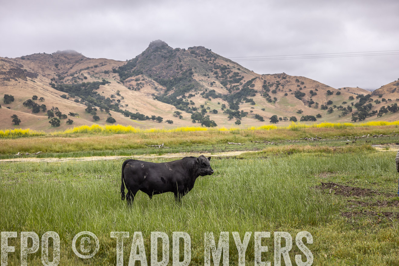 TMyers_SanBenitoRanch_CA_May2023-522786