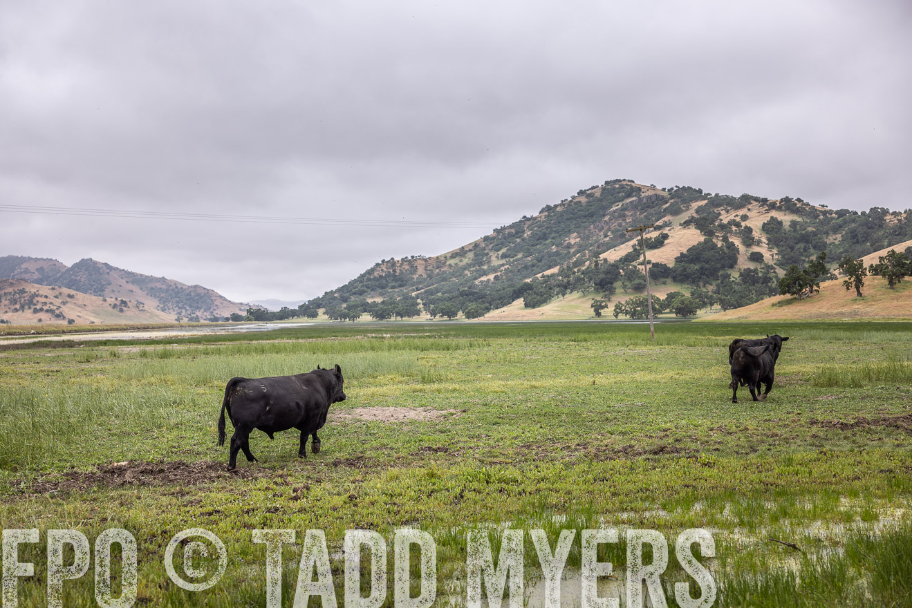 TMyers_SanBenitoRanch_CA_May2023-522902