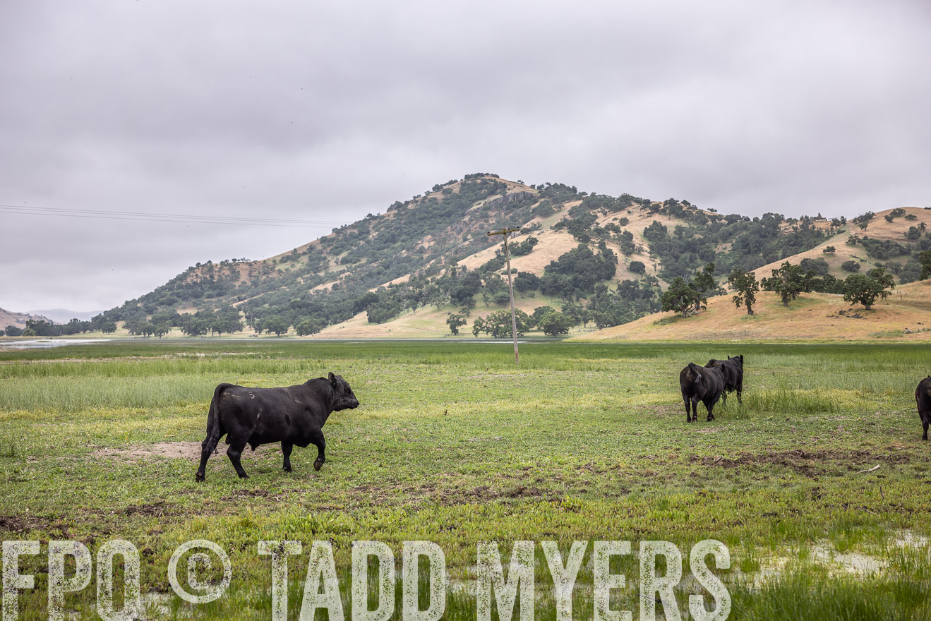 TMyers_SanBenitoRanch_CA_May2023-522924