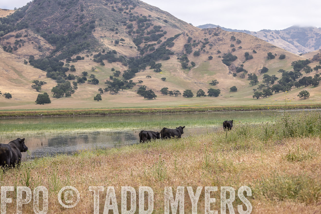 TMyers_SanBenitoRanch_CA_May2023-524149