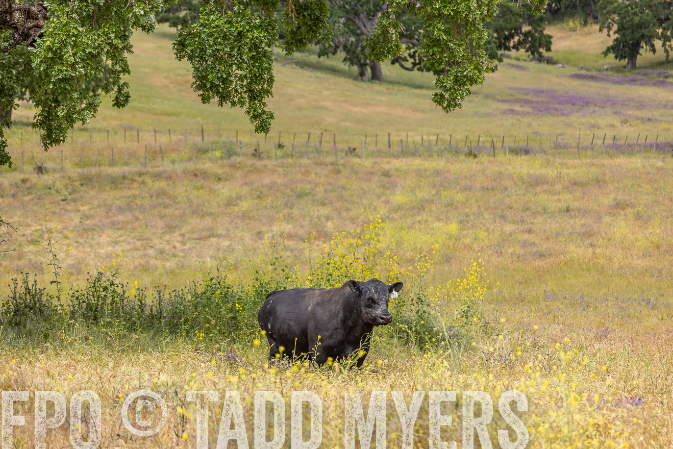 TMyers_SanBenitoRanch_CA_May2023-524189