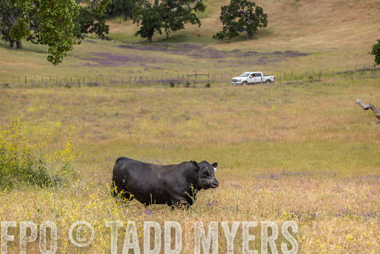 TMyers_SanBenitoRanch_CA_May2023-524219
