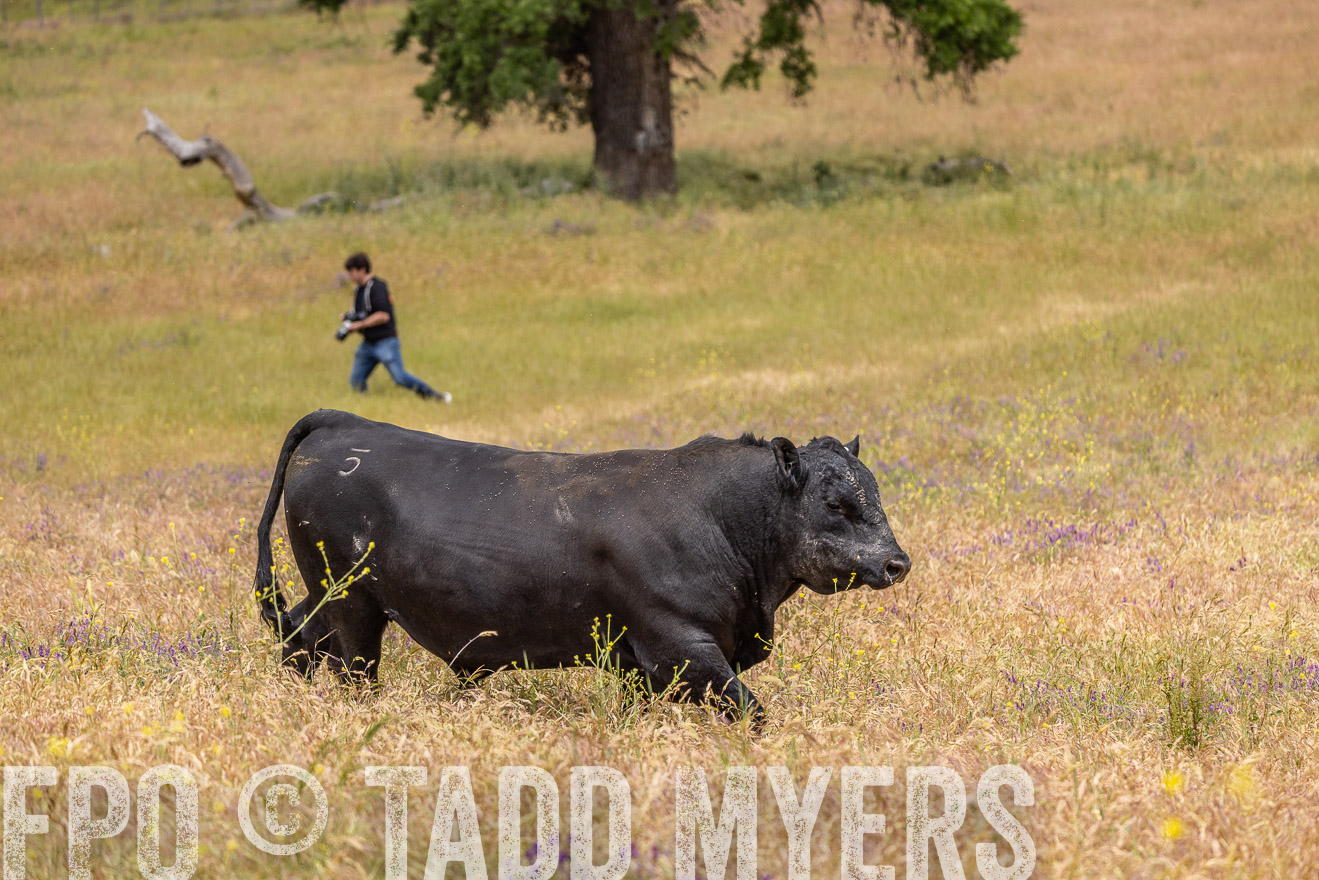 TMyers_SanBenitoRanch_CA_May2023-524249