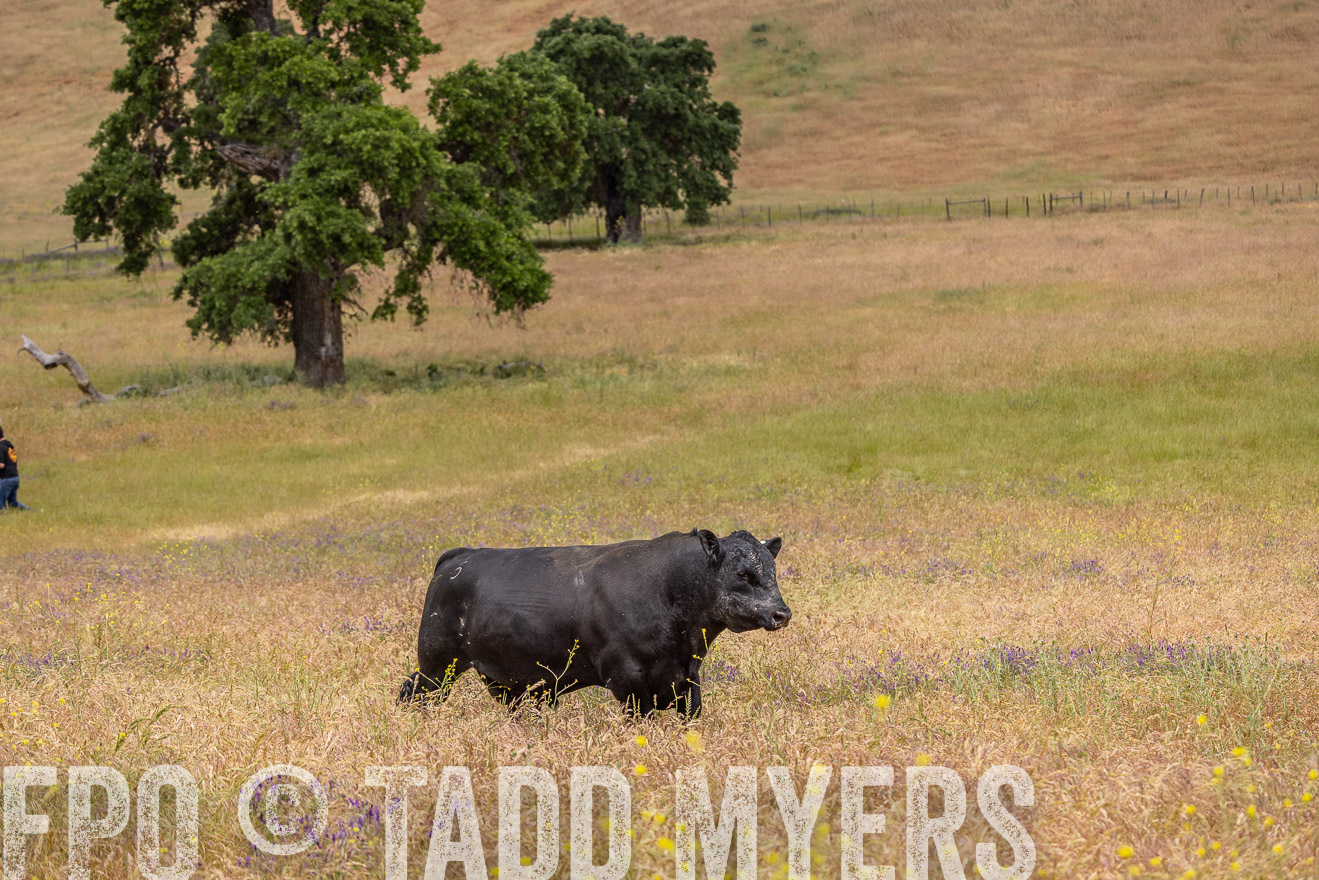 TMyers_SanBenitoRanch_CA_May2023-524255